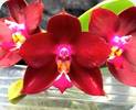 Phal. Lds Bear King LD x Georg Vasquez Eureka
